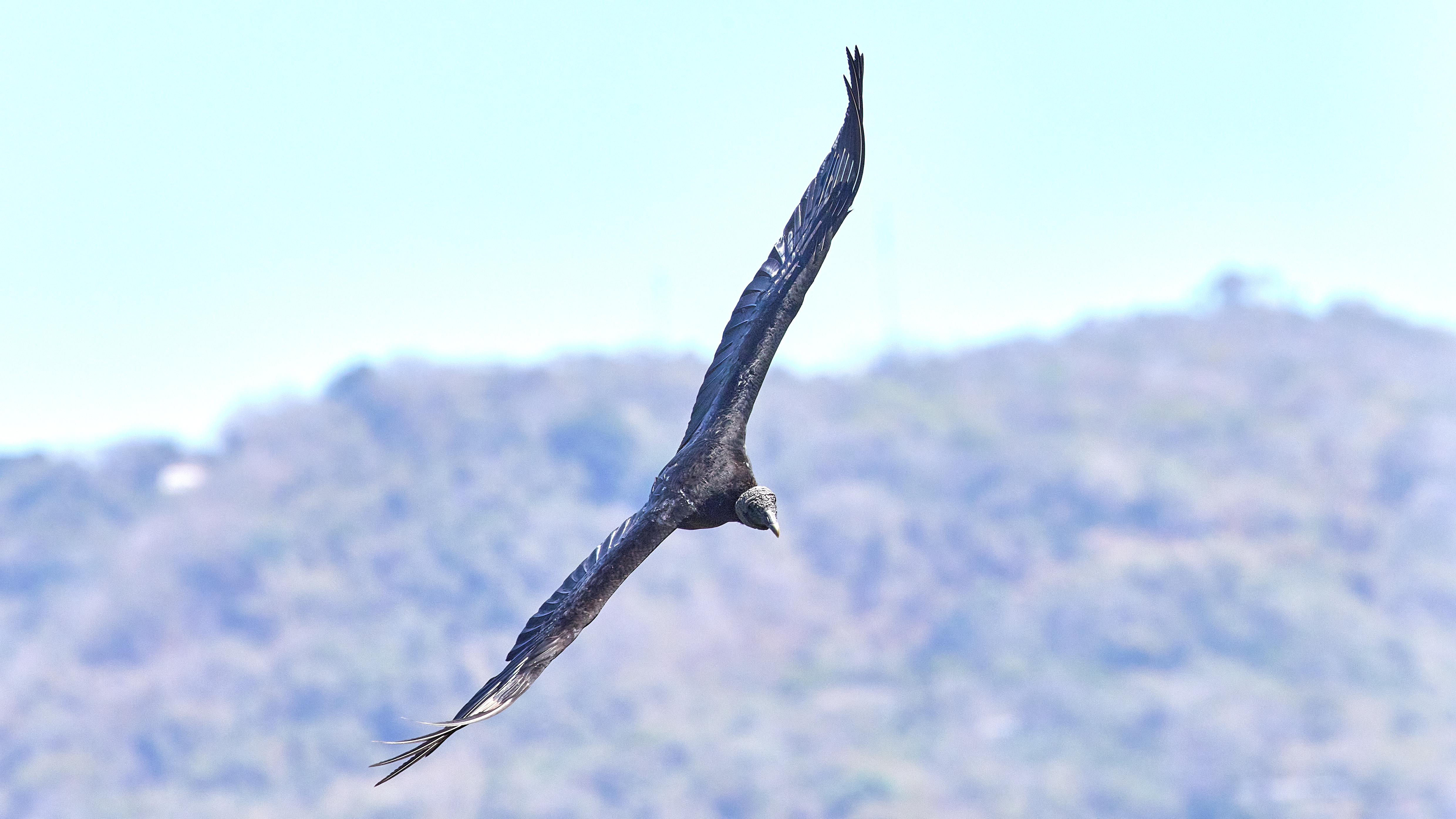 Black vulture, ubiquitous, hunts at great heights by sight - image 18
